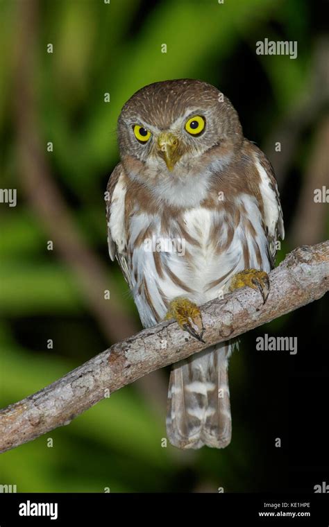 B Ho Pigmeo Ferruginosas Glaucidium Brasilianum Posado En Una Rama En