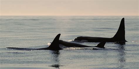 Who Are The Southern Resident Killer Whales Springtide Whale Watching