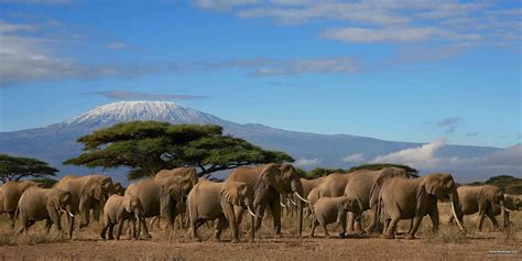 The Best East African Safari Tours Safaribookings