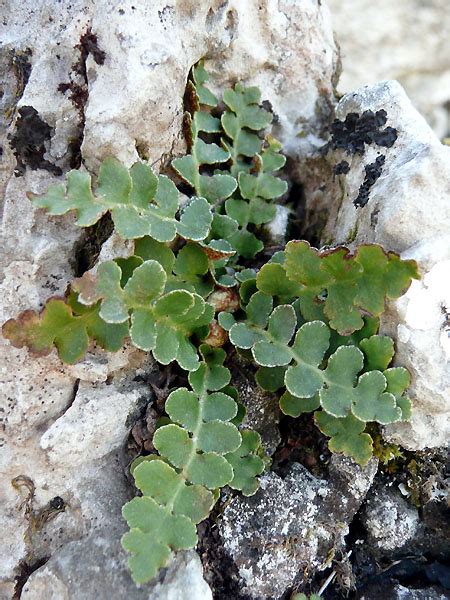 Ceterach officinarum