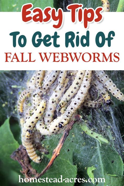 Fall Webworm Control - How To Get Rid Of Fall Webworms Easily - Homestead Acres