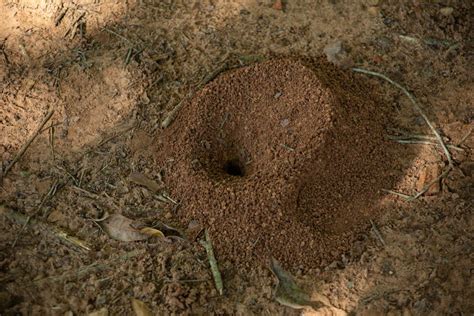 Symbolique Fourmis Dans La Maison