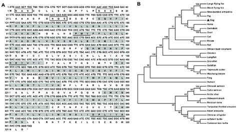 Nucleotide And Deduced Amino Acid Sequences A And Phylogenetic Tree