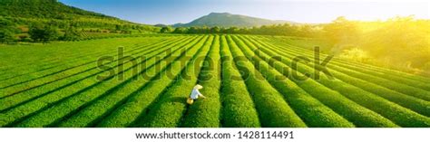 Aerial View Ecological Tea Garden Stock Photo 1428114491 | Shutterstock