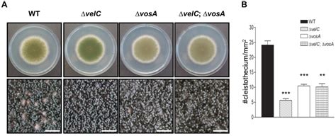 Double Mutant Analysis A Colony Photographs Of Wt Fgsc4 Δvelc