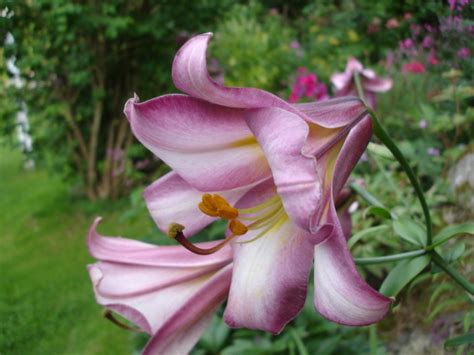 True Lilies Home Garden Companion