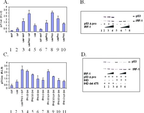 The N Terminal Interferon Binding Domain Ibid Homology Domain Of P