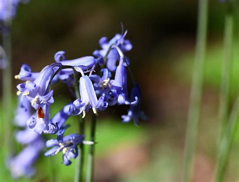 How to Grow & Care for Blue Bell Flowers: Complete Guide