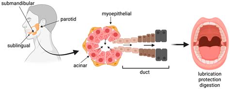 Parotid Gland Duct