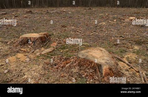 Deforestation Naked Piece Of Land In The Forest After Cutting Down