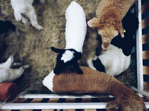 Premium Photo Close Up Of Kid Goats In Farm