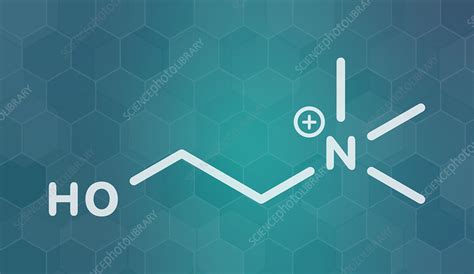 Choline Essential Nutrient Molecule Illustration Stock Image F