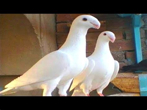 World Most Beautiful German White Beauty Homer Pigeon Price Location