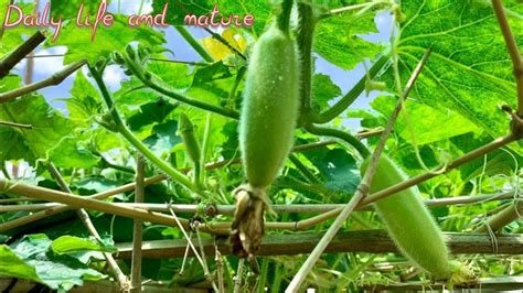 How To Grow Winter Melon How To Grow Winter Melon From Seeds Winter