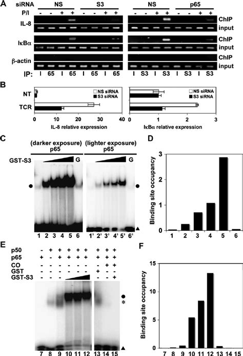 Rps3 Facilitates P65 Binding To K B Sites A Jurkat T Cells Silenced