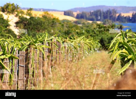 Dragon fruit farm Stock Photo: 162654980 - Alamy