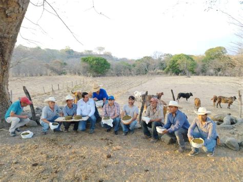 Ganaderos aprenden cómo alimentar a sus bovinos en la época seca