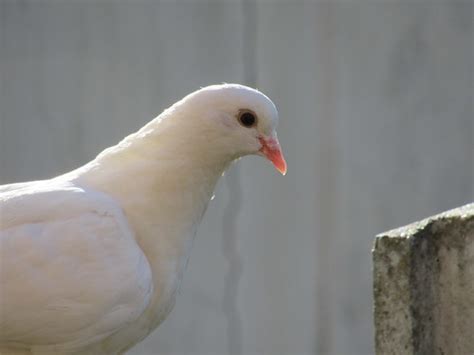 Friday 22nd Pure White Pigeon Img0984 Friday A Perfect Flickr