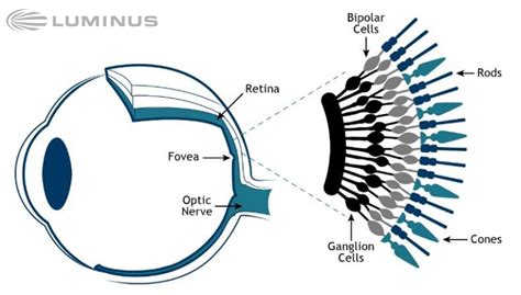 How Do Humans See Light And Color Luminus Devices