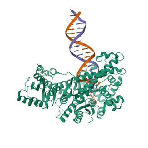 RCSB PDB 8EFC Structure Of Lates Calcarifer DNA Polymerase Theta