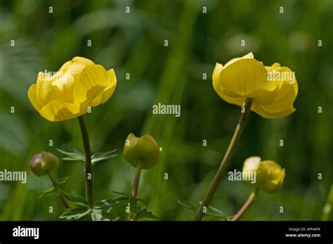 Globe Flower Trollius Europaeus Flower Detail Stock Photo Alamy