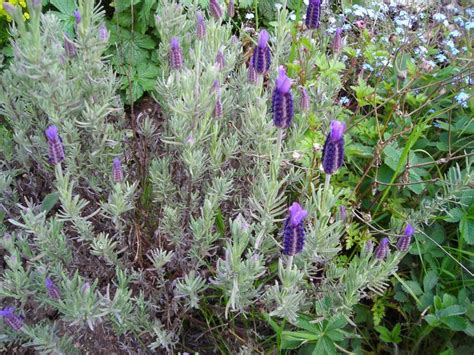 Plants With Silver Leaves To Make Your Garden Interesting Hubpages