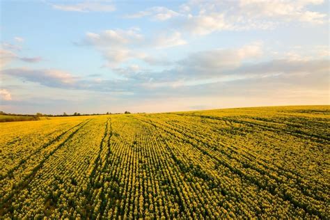 Premium Photo Aerial View Of Bright Green Agricultural Farm Field