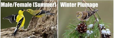 Types Of Finches Found In California Id Guide Bird Watching Hq