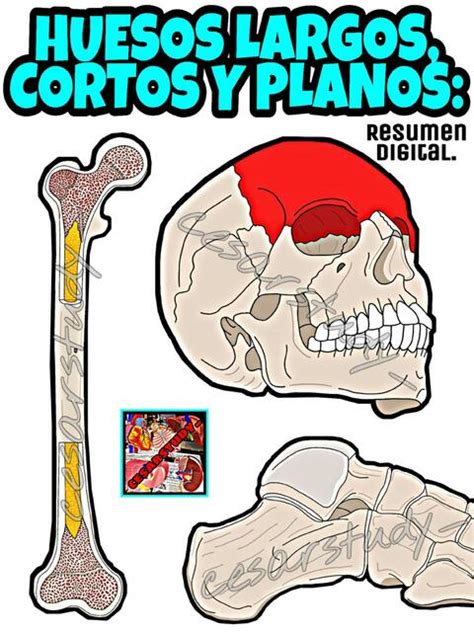 Huesos Largos Cortos Y Planos Cesarstudy UDocz