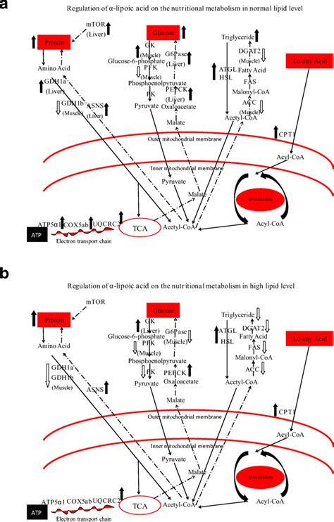 Systemic Regulation Of Lipoic Acid On The Nutritional Metabolism At