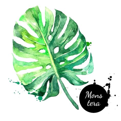 Boceto Dibujado A Mano Acuarela Hoja Tropical Monstera Vector Pintado