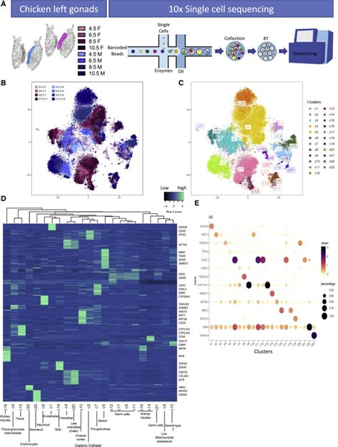 Insights Into Gonadal Sex Differentiation Provided By Single Cell