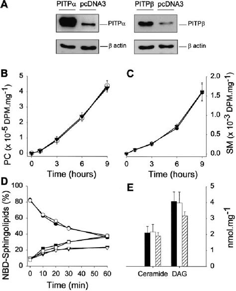 Pc And Sm Metabolism In Cos 7 Cells Overexpressing Pitps A Cos 7 Download Scientific