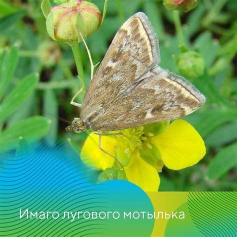 Чешуекрылые вредители