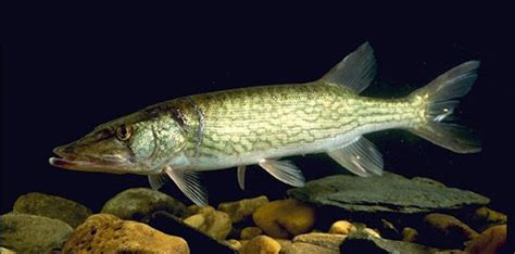 Chain Pickerel - NS Invasive Species Council