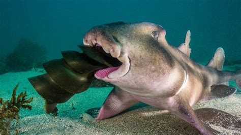 A crested Horn Shark feeds on the egg case of a Port Jackson Shark : r/natureismetal