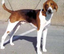 Virginia State Dog: American Foxhound (Canis familiaris)