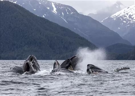 Postcard Of Adult Humpback Whales Megaptera Novaeangliae