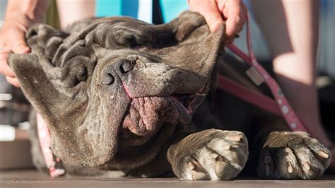 Photos Meet Martha Worlds Ugliest Dog The Two Way Npr