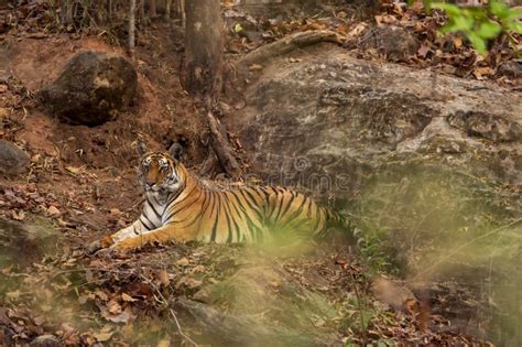 Wild Bengal Female Tiger Or Panthera Tigris Or Tigress Resting On Rocks