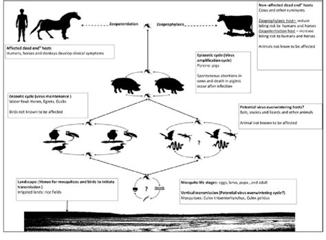 Life cycle of Japanese encephalitis virus transmission | Download ...