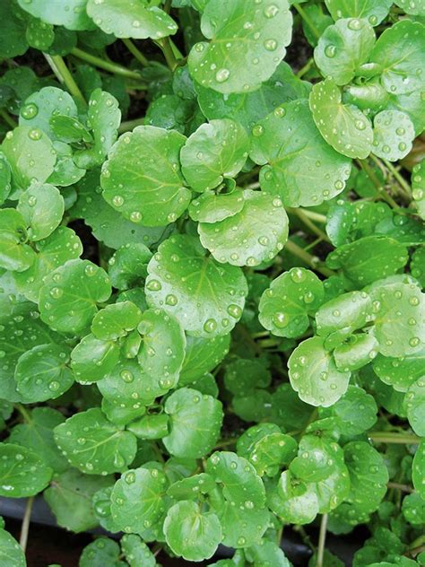 9 Tips For Growing Watercress Watercress Watercress Growing Herbs