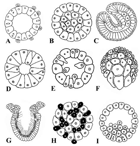 Different types of morphogenesis in sponges resulting in larva ...