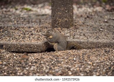 992 Squirrel Droppings Stock Photos, Images & Photography | Shutterstock