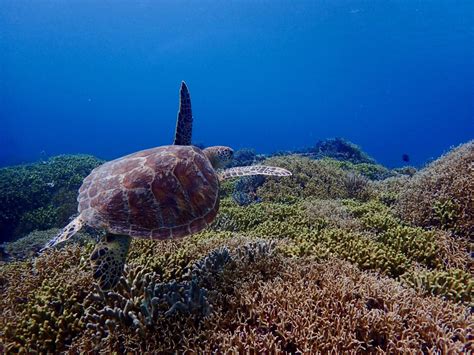 日帰り渡嘉敷島シュノーケルプラン｜マリンハウス阿波連