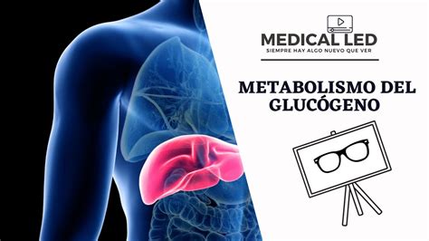 Metabolismo Del Gluc Geno Generalidades Y Glucog Nesis Youtube