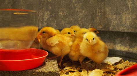 About Red And Black Sex Link Chickens The Hybrid Taking Over Flocks Everywhere