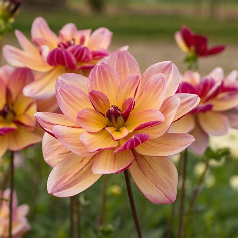 Dahlia Dark Butterfly White Flower Farm