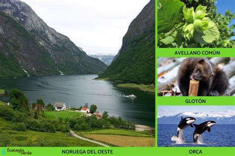 6 Regiones Naturales De Noruega Mapa Y Fotos