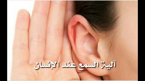 تركيب الاذن و الية السمع عند الانسان The Human Ear Youtube